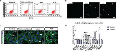 Integrated Transcriptome Analysis Reveals the Impact of Photodynamic Therapy on Cerebrovascular Endothelial Cells